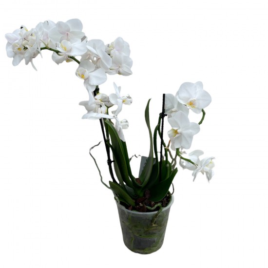 Phalaenopsis || Orkide || 2 Dal Orkide  || Aden Tasarım 