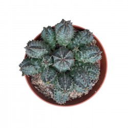 Euphorbia globosa hybrid || Kaktüs || Aden Tasarım