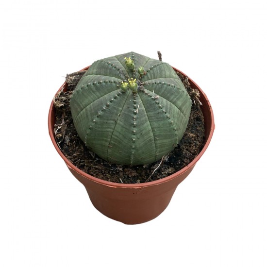 Euphorbia obesa || Kaktüs || Aden Tasarım