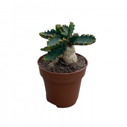 Euphorbia stellata || Kaktüs || Aden Tasarım