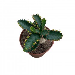 Euphorbia stellata || Kaktüs || Aden Tasarım