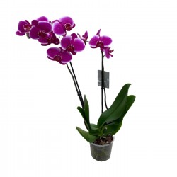 Phalaenopsis || Fuşya Orkide || 2 Dal Orkide || Aden Tasarım 