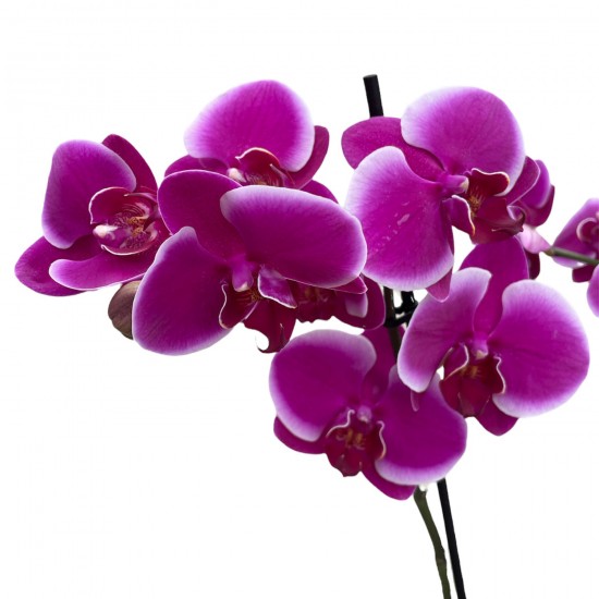 Phalaenopsis || Fuşya Orkide || 2 Dal Orkide || Aden Tasarım 