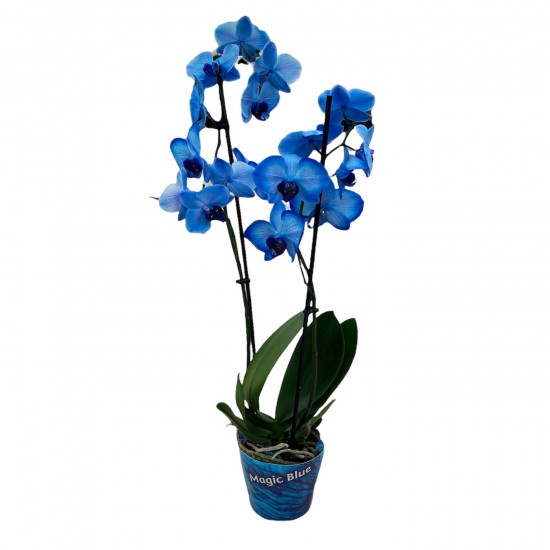 Phalaenopsis || Mavi Orkide || 2 Dal Orkide || Aden Tasarım 