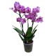 Phalaenopsis || Orkide || Midi Orkide || Fuşya Orkide || Aden Tasarım 