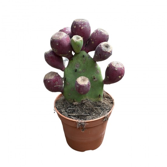 Opuntia || Kaktüs || Aden Tasarım
