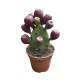 Opuntia || Kaktüs || Aden Tasarım