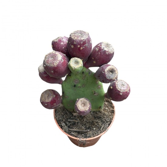 Opuntia || Kaktüs || Aden Tasarım
