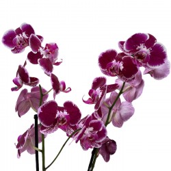 Phalaenopsis || Özel Tür Orkide || Aden Tasarım 