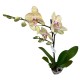 Phalaenopsis || Özel Tür Orkide || Aden Tasarım 